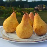 Саджанець Груша Осінь Буковини